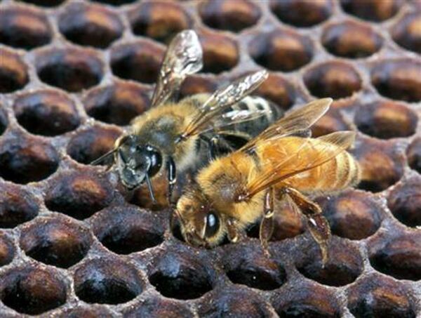An Africanized honey bee (left) and a European honey bee work on a honeycomb. The Africanized bee, smaller than its European counterpart, has apparently now made its way into Georgia. (Courtesy of Scott Bauer)