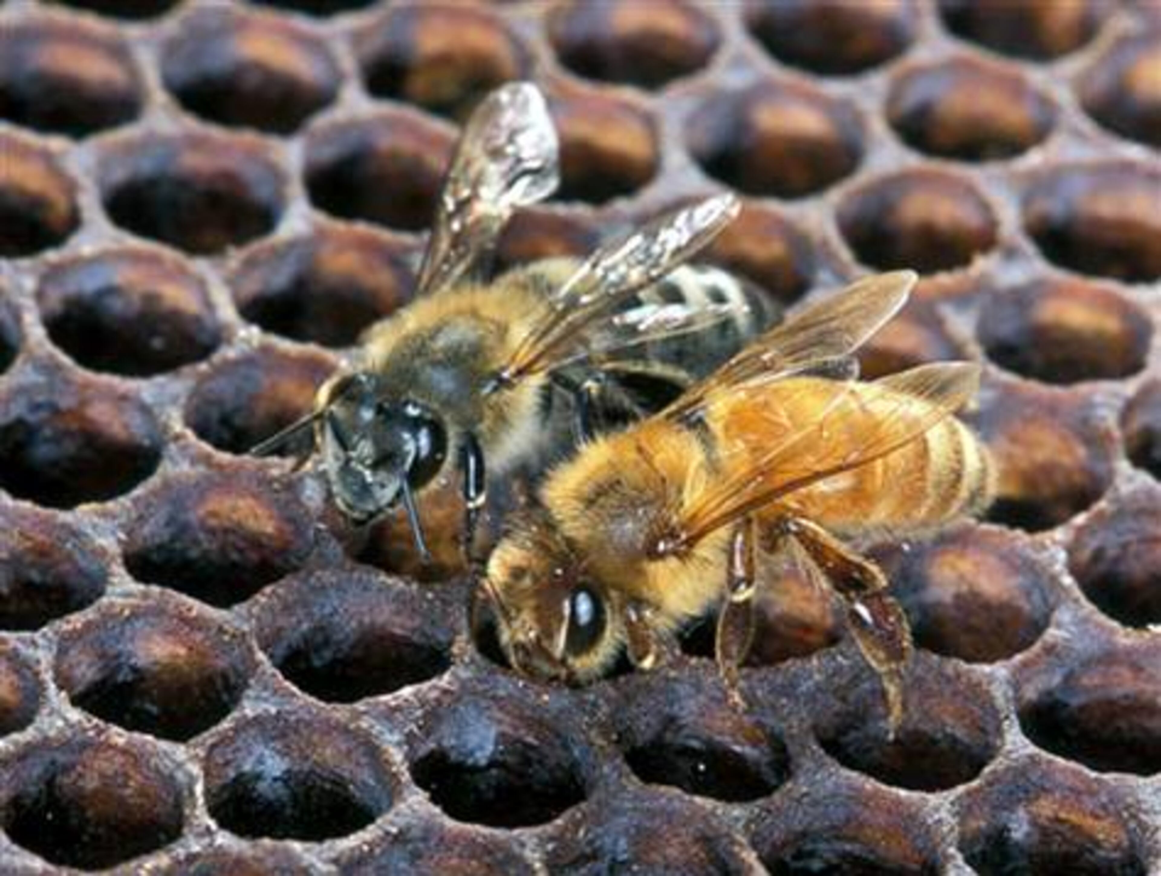 An Africanized honey bee (left) and a European honey bee work on a honeycomb. The Africanized bee, smaller than its European counterpart, has apparently now made its way into Georgia. (Courtesy of Scott Bauer)