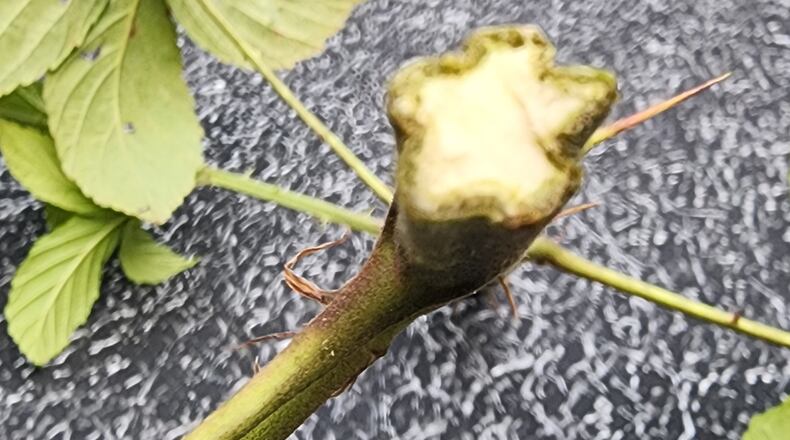 The unusual star shape should make it easy to identify this bramble. But there are so many species and they interbreed so freely, identifying it is almost impossible.
Courtesy of Tim Butzon
