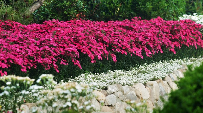 Planting in mass like this Dianthus Bouquet Rose gives a wow element to the cool season landscape. (Ball Horticultural)