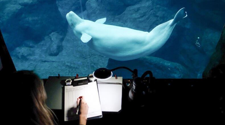A pregnant beluga whale is observed at the Georgia Aquarium.