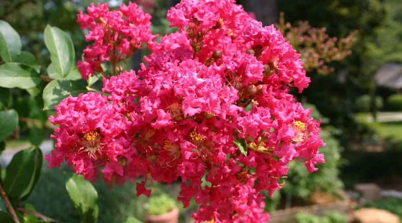 Full sunshine is needed to bring forth full flowering on a crape myrtle. PHOTO CREDIT: Walter Reeves