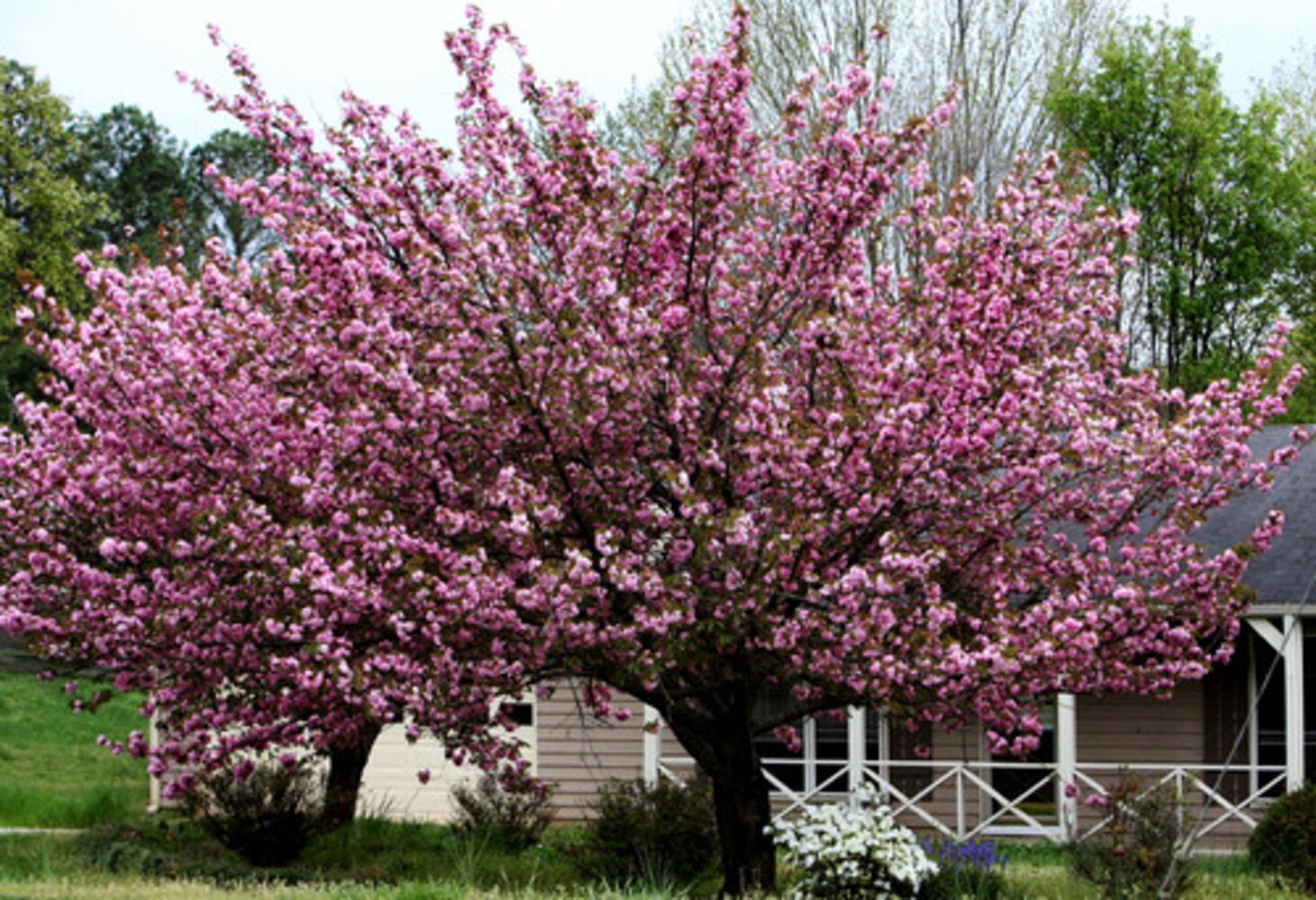 Quick course: What's blooming in metro Atlanta