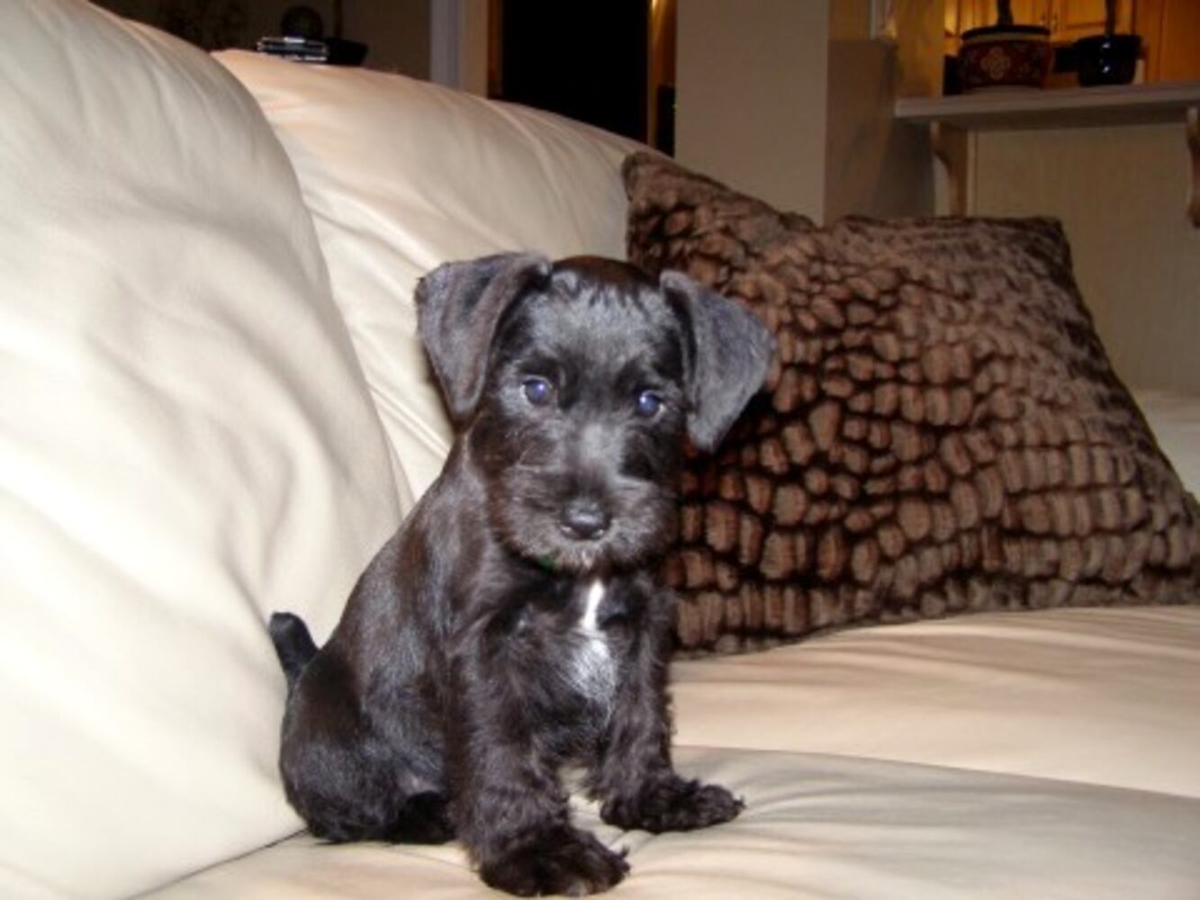 Atlanta's Top Dogs: 8. Schnauzers