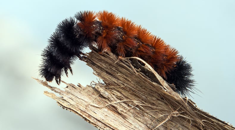 Pyrrharctia isabella  Caterpillar - Devonian Fossil Gorge - Iowa City