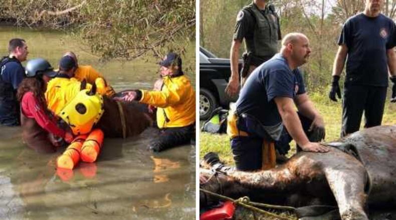 Harley the horse was put down at age 34 after a dramatic rescue in Powder Springs on Tuesday, Oct. 23, 2018.