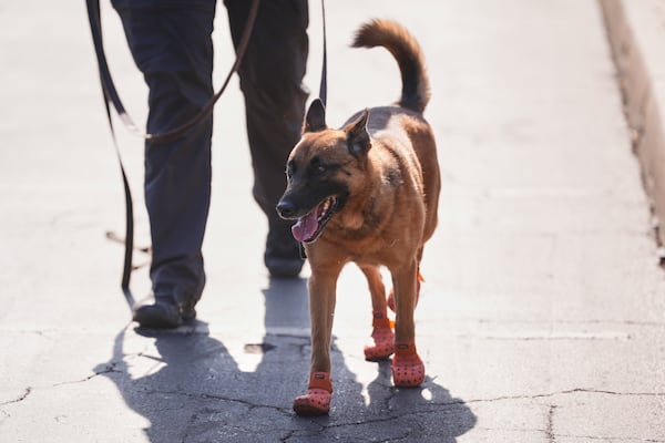 A security dog wears protective shoes due to the heat radiating off the asphalt as it patrols the stadium ahead of the Club World Cup Group D soccer match between Esperance Tunisie and Chelsea in Philadelphia, Tuesday, June 24, 2025. (AP Photo/Matt Slocum)