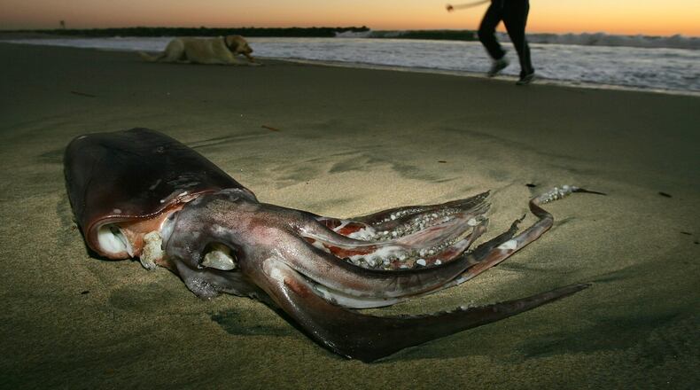 A woman and a dog pass a giant squid that washed ashore on January 19, 2005, in Newport Beach, California. Giant squid are extremely rare and difficult for scientists to study because they live in the deep sea. Divers found one, similar to this one, on a beach in New Zealand last weekend.
