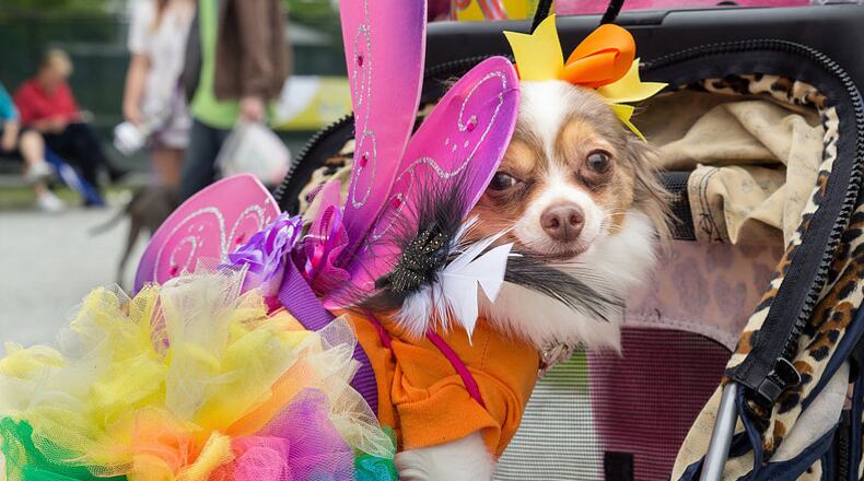 Pamper your pooch this weekend at PAWfest in Gwinnett.