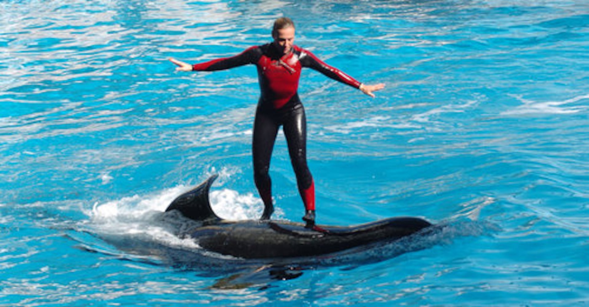 Trainer killed at SeaWorld photos