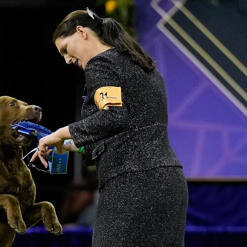A Chesapeake Bay retriever named Next Generation's Accelerate, or Cota, grabs the blue ribbon from his handler after winning the sporting group competition of the 150th Westminster Kennel Club Dog Show, Tuesday, Feb. 3, 2026, in New York. (AP Photo/Yuki Iwamura)