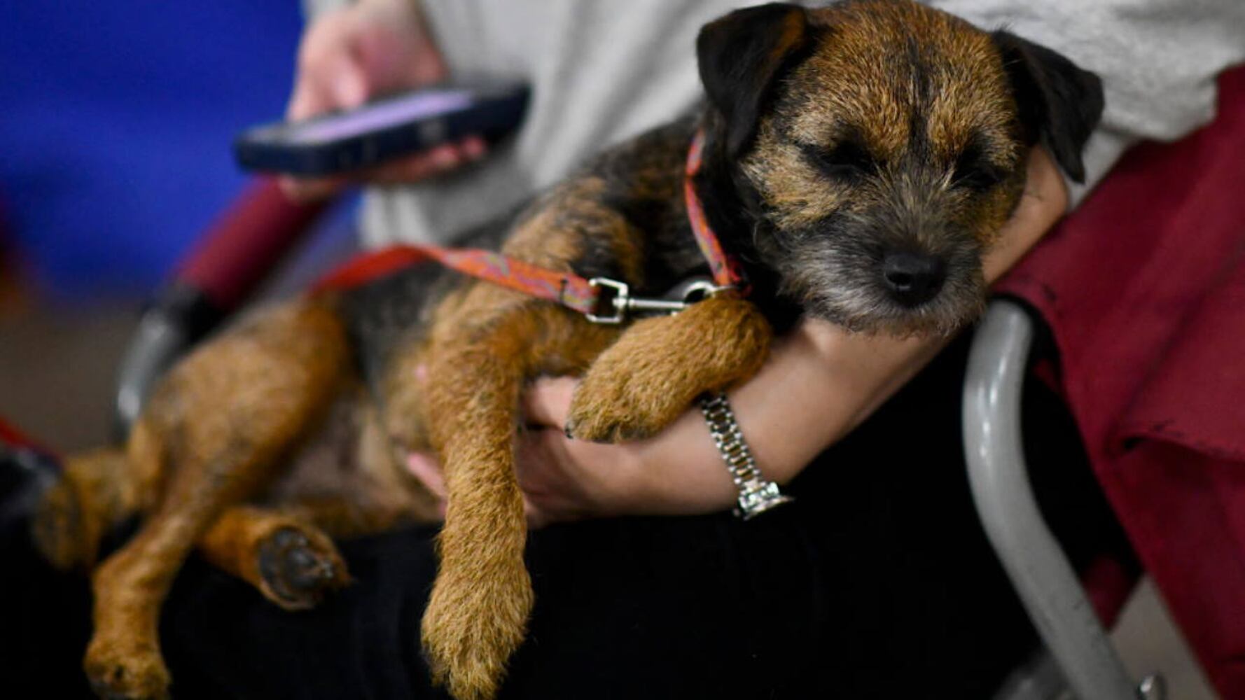 Photos: 2019 National Dog Show