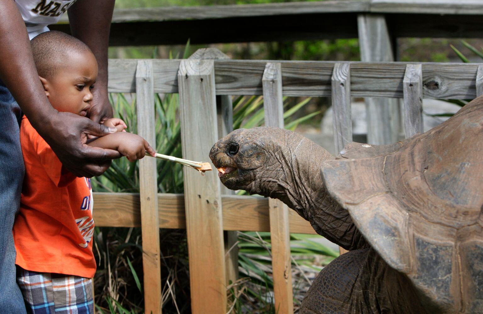 Atlanta animal encounters