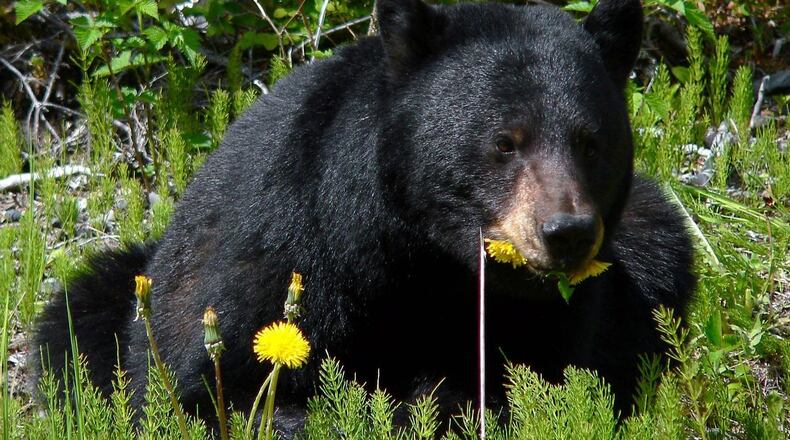 A black bear, similar to the one that stole a Georgia nurse’s lunch from her minivan, is pictured here.