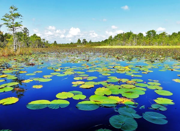 This is a section of "prairie" in the eastern half of the Okefenokee Swamp in southeastern Georgia. The swamp's prairies are vast, watery expanses dotted with floating islands and stands of cypress and other trees. (Courtesy of Charles Seabrook)
