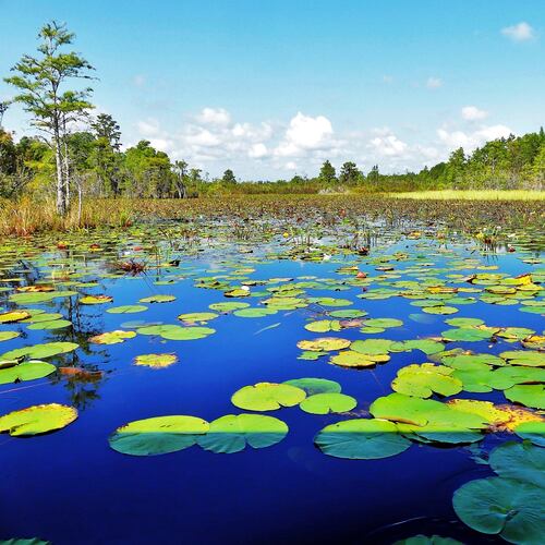 The Okefenokee Swamp's "prairies" are vast, watery expanses dotted with floating islands and stands of cypress and other trees. (Courtesy of Charles Seabrook)