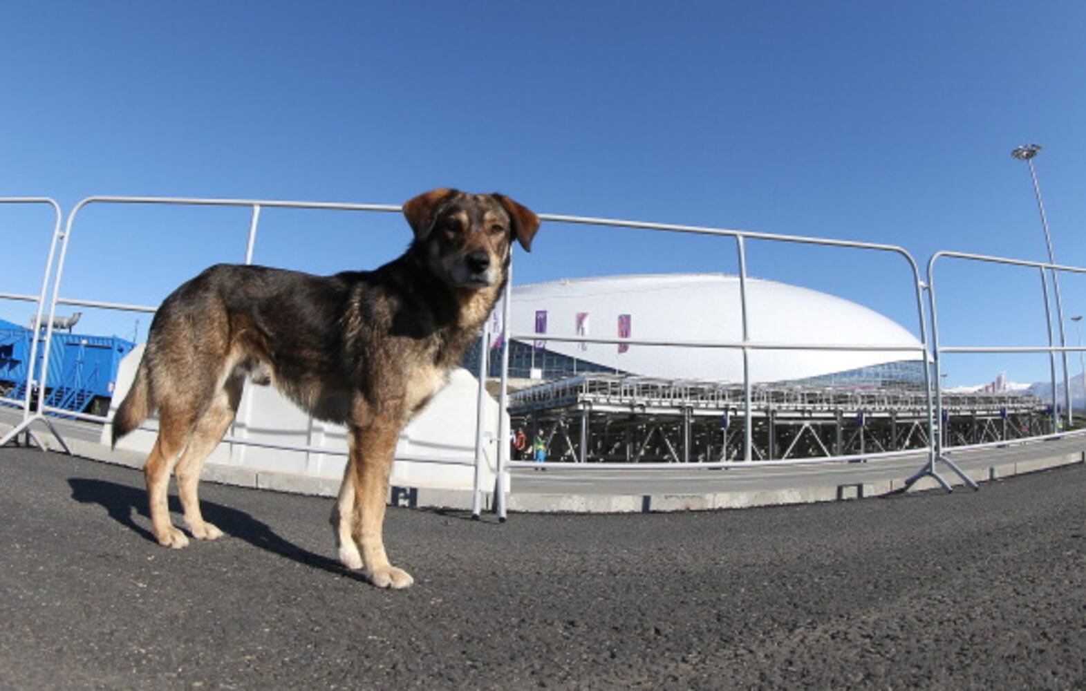 Winter Olympics host city overrun with strays