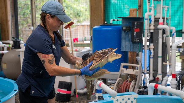 Earl Grey was nursed back to health at the Georgia Sea Turtle Center on Jekyll Island.  (Courtesy of Jekyll Island Authority)