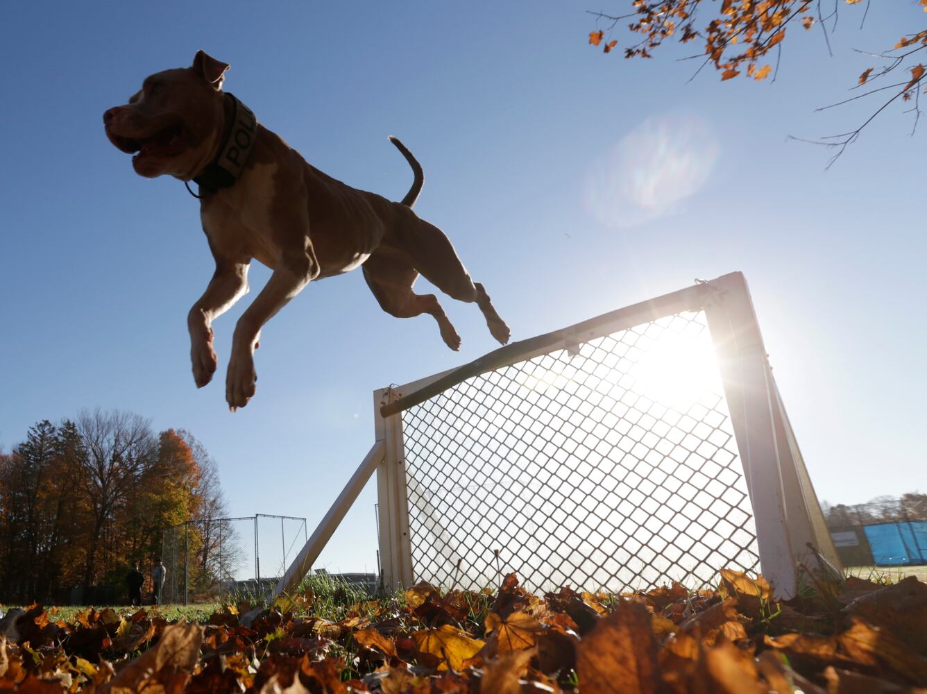 Pit Bull police dog