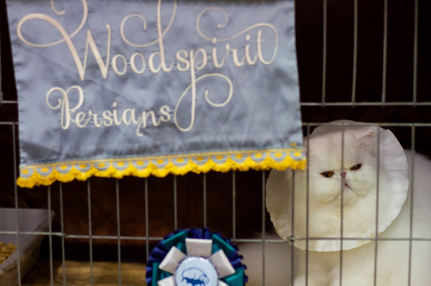 PHOTOS: 81st annual Cotton States Cat Show