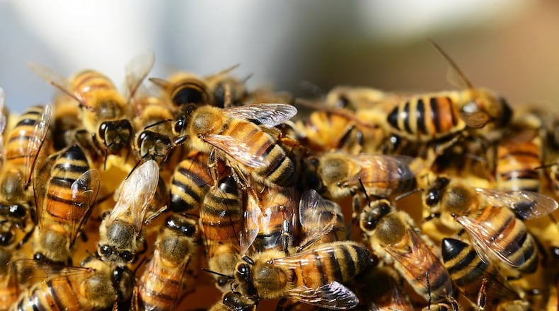 An Arizona man was stung to death when he tried to remove a beehive on a couch in his backyard, police said.
