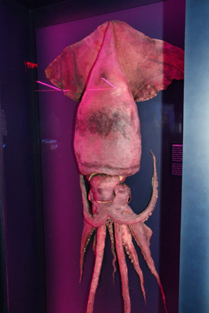 Sea Monsters Revealed: Aquatic Bodies at Georgia Aquarium