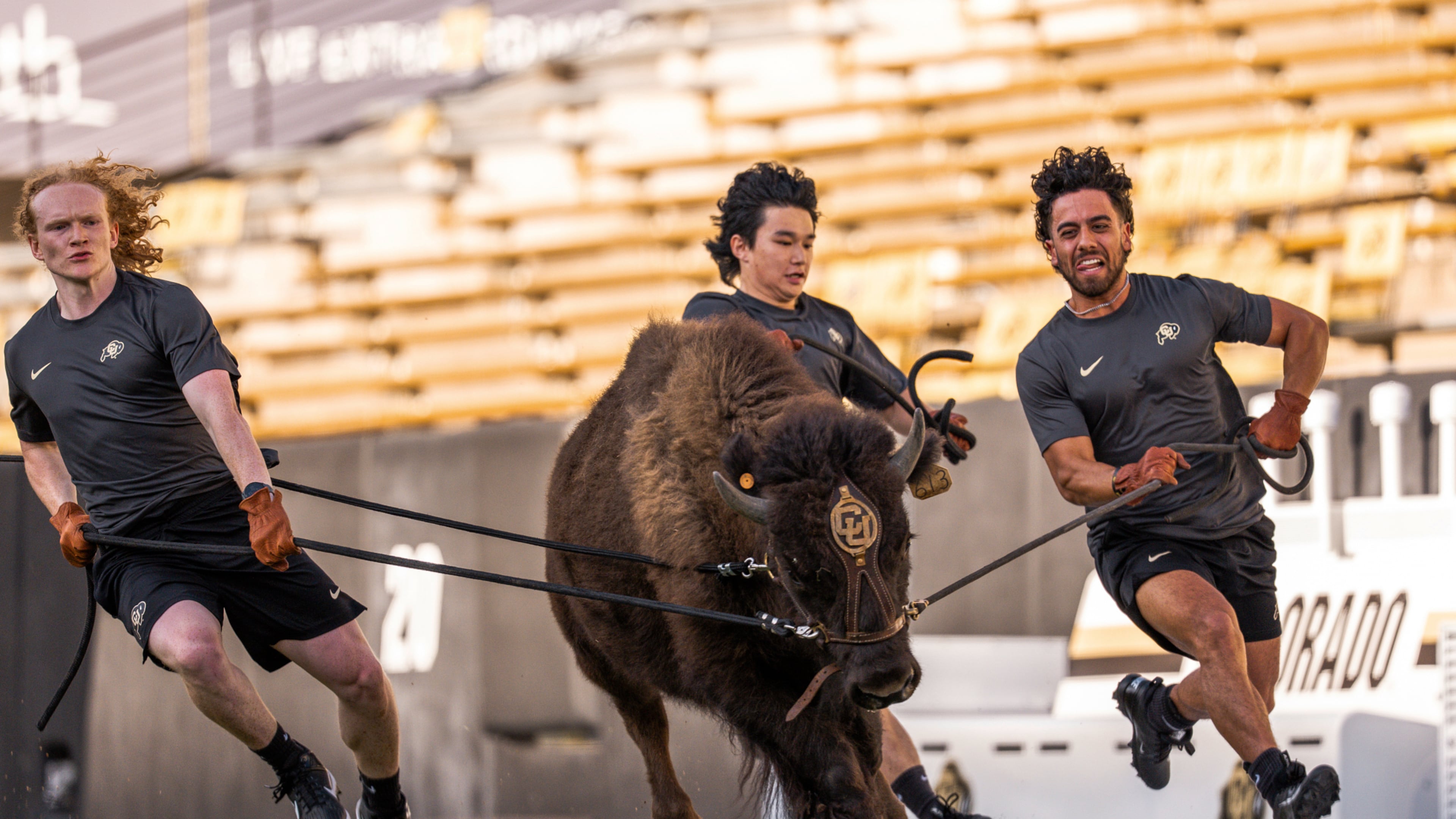 In this image provided by the University of Colorado Athletics, handlers practice with Colorado's new mascot Ralphie VII, a 1-year-old yet-to-be-named bison, Monday, Sept. 15, 2025, at Folsom Field in Boulder, Colo. (CU Athletics via AP)
