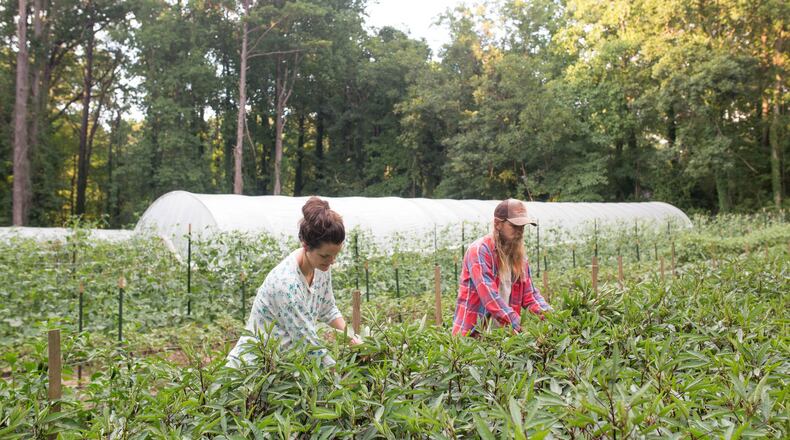 A few miles from its Clarkston packing facility, Fresh Harvest farms on a little less than an acre, producing crops for sale to its customers, as well as providing demonstration garden space. CONTRIBUTED BY FRESH HARVEST