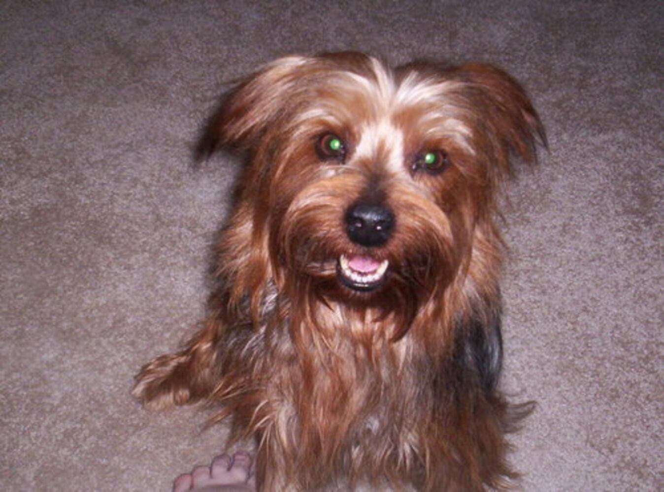 Happy Monday! Atlanta's Smiling Pets