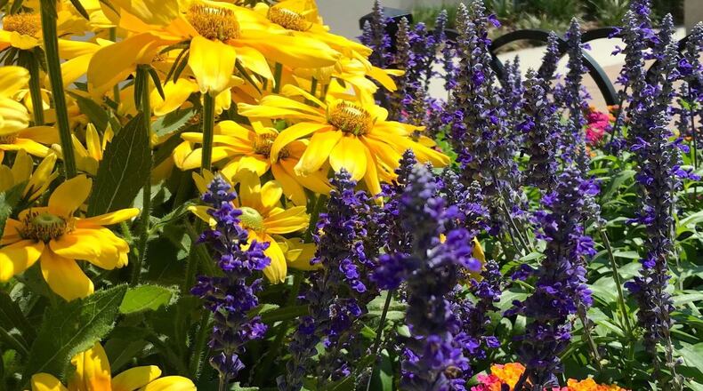 Alpharetta has approved a contract with Russell Landscape for the purchase, installation, and watering of shrubs, ground covers, and other plants along Kimball Bridge Road and other city locations. (Courtesy Mike Dangler via Russell Landscape)