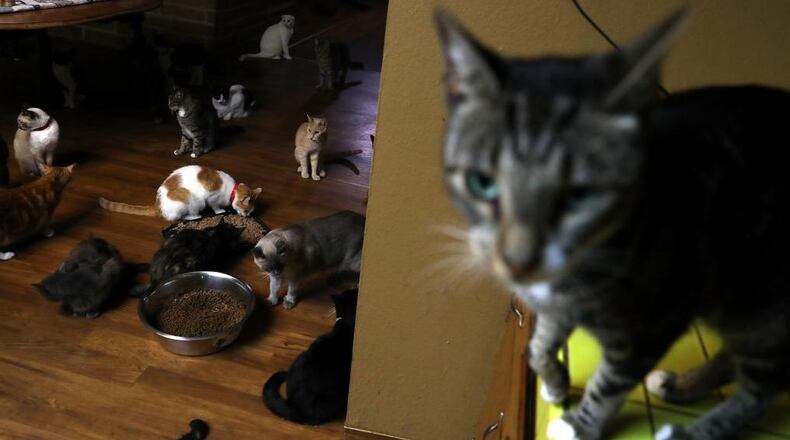At least 11 cats have been killed and mutilated this week, authorities said.