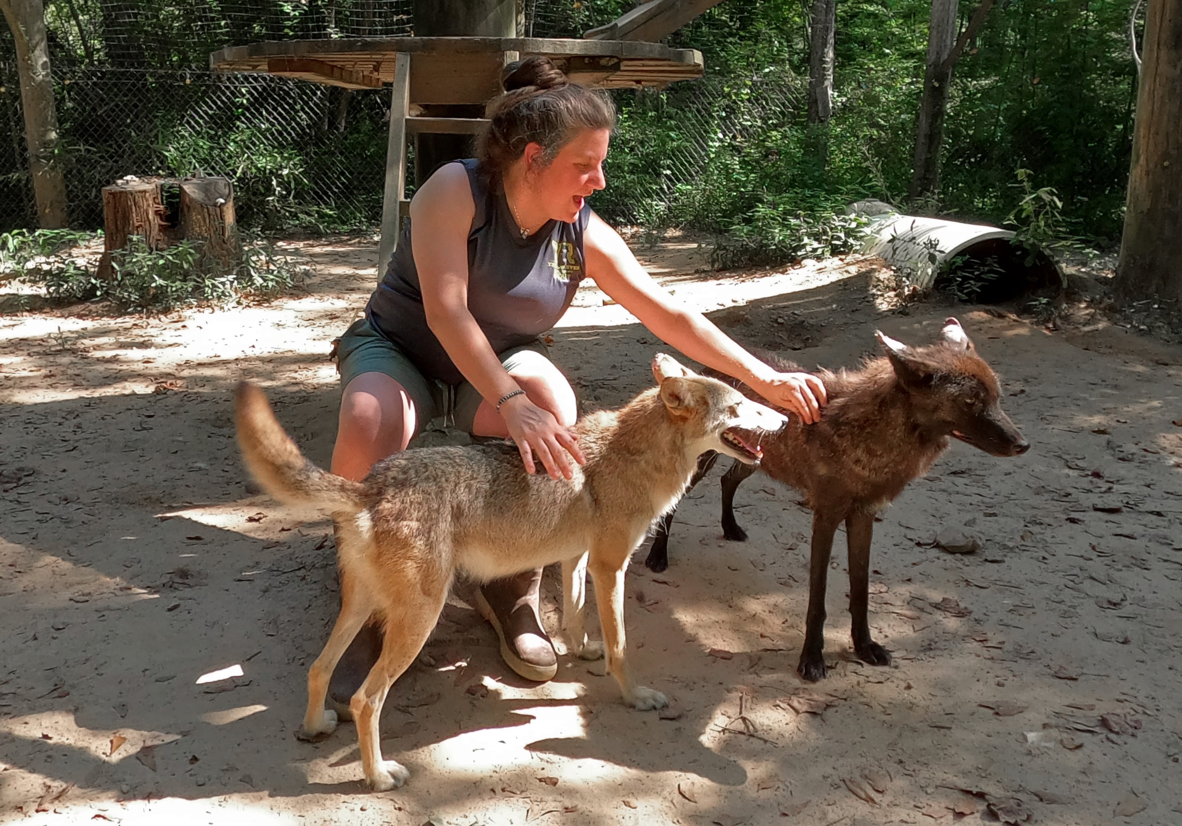 Lead zookeeper Abbey Patton checks on coyotes Wilee and Carmine at Yellow River Wildlife Sanctuary in Lilburn. (Hyosub Shin / AJC)