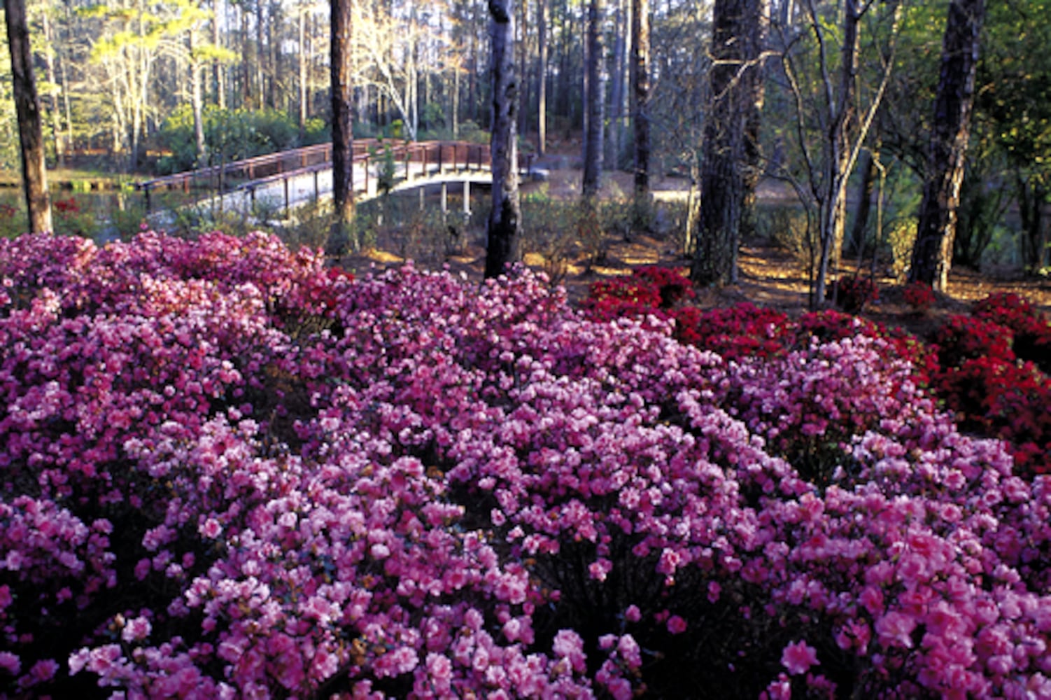 You know it's spring in Georgia when the azaleas bloom
