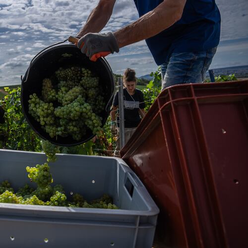 A grape-picker puts Chardonnay grapes into a crate on a plot of the Gobillard vineyard in Hautvillers, Champagne region, France, Tuesday, Aug. 18, 2026. (AP Photo/Aurelien Morissard)