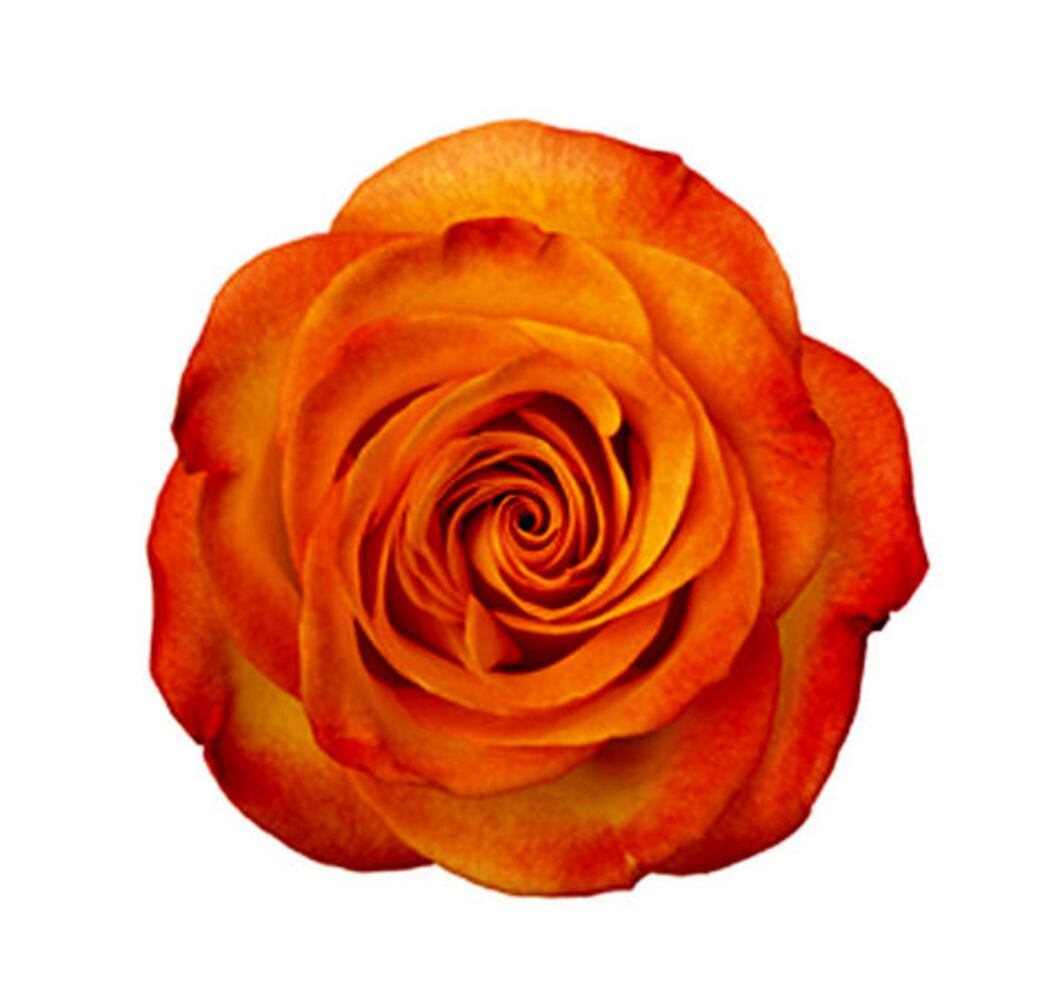 Confused by rose colors? Here's what they mean