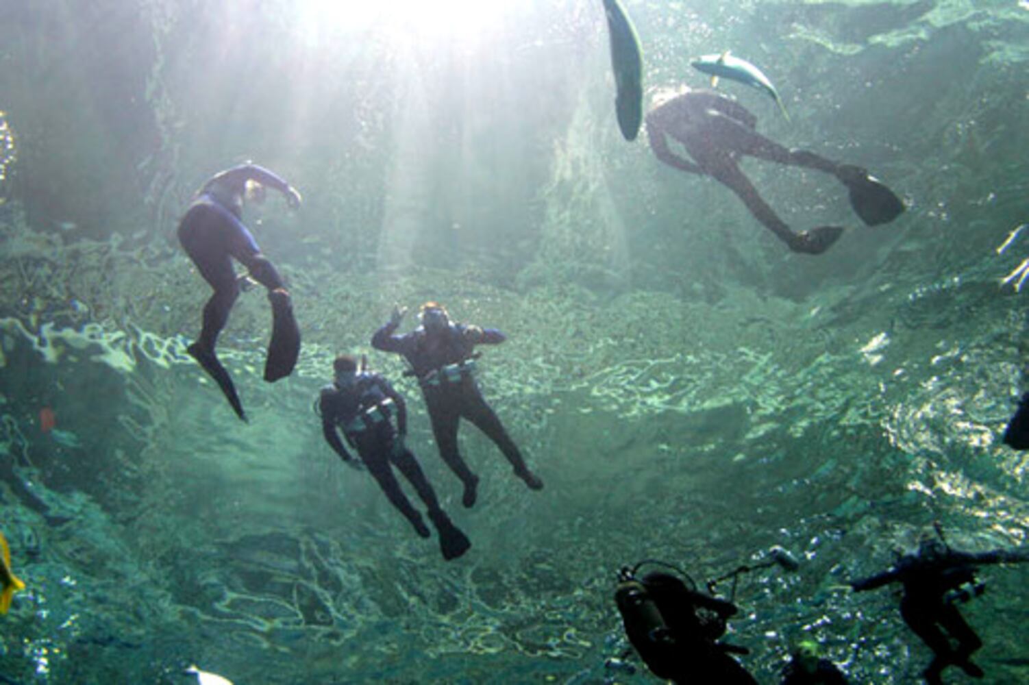 Veterans swim with the fishes at Georgia Aquarium