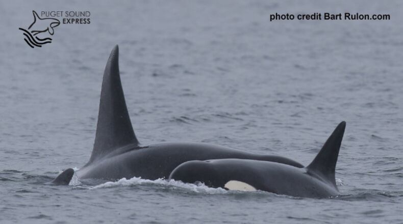 Courtesy of Bart Rulon.com/Puget Sound Express (via KIRO7.com)