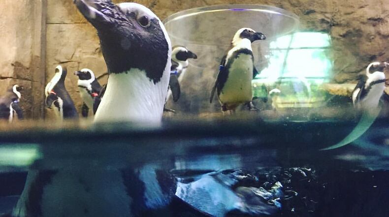 Photos: Ripley's Aquarium of the Smokies