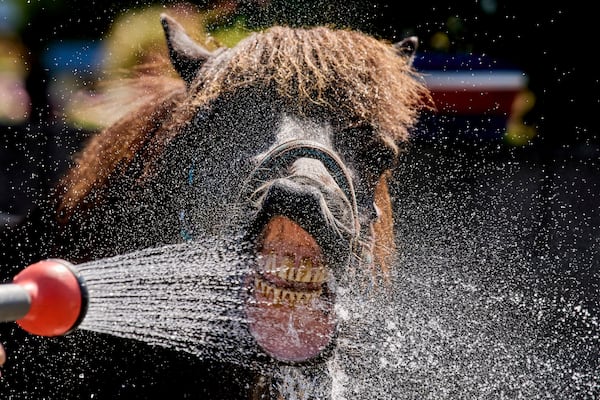 An Icelandic horse drinks water from a water hose at a stud farm in Wehrheim near Frankfurt, Germany, Monday, June 30, 2025, at the beginning of a multi-day heat wave. (AP Photo/Michael Probst)