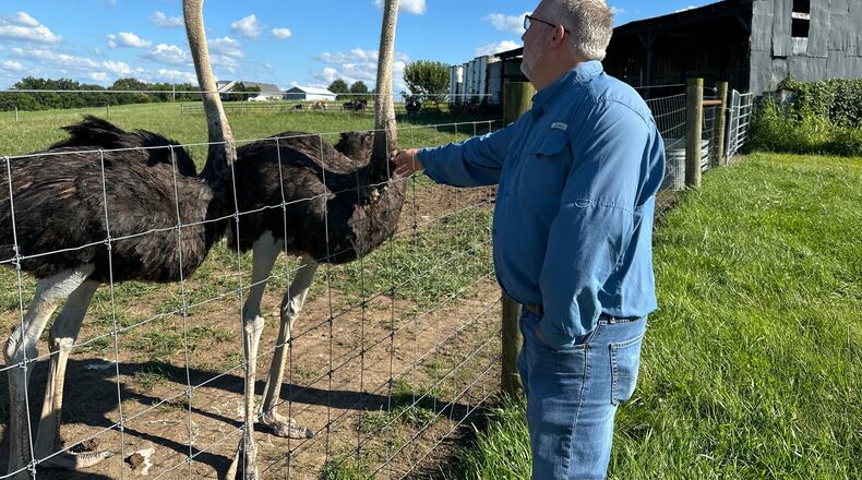 In this photo taken with a smartphone, Brent Williams, who suffers from the tick bite allergy known as alpha gal syndrome, pets an ostrich at Alpha Roost Farms in Danville, Ky., on Tuesday, Aug. 18, 2026. (AP Photo/Dylan Lovan)