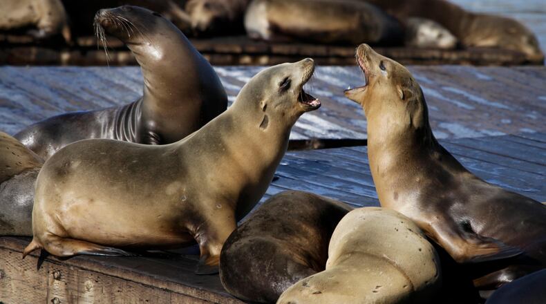 In this Oct. 15, 2010, file photo, sea lions bark at each other at Pier 39 in San Francisco. A sea lion bit a woman swimming in the San Francisco Bay in the fourth such attack since December 2017. A friend says the two members of the South End Rowing Club were swimming around 7 a.m. Thursday, Jan. 11, 2018 when the sea lion latched onto her and tried to drag her underwater. (AP Photo/Eric Risberg, File)