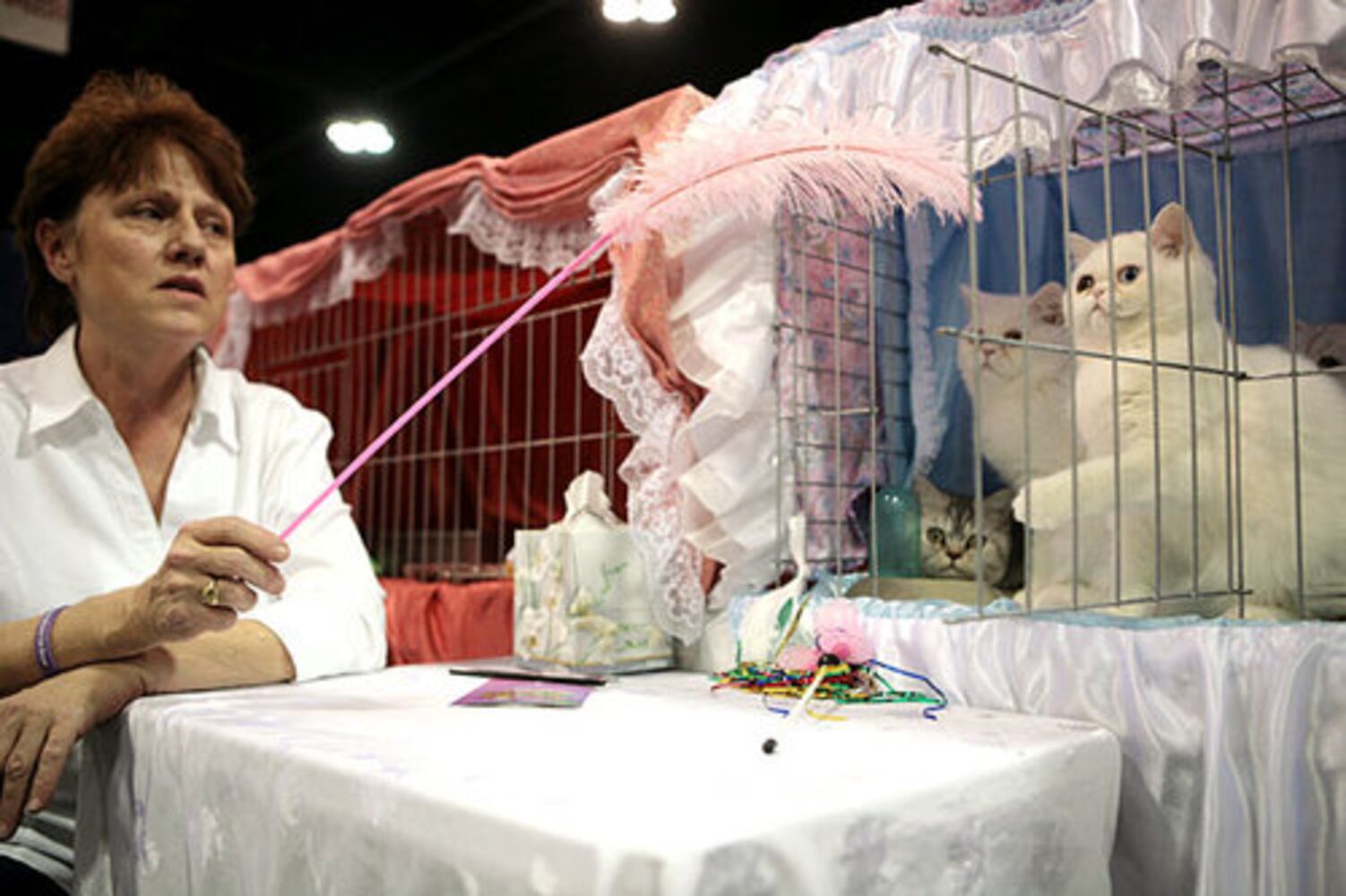 CFA International Cat Show