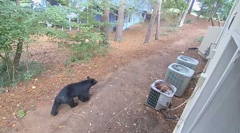 "John the Johns Creek Bear" was spotted ambling past the city police department in late August, according to the Johns Creek government's Facebook page.