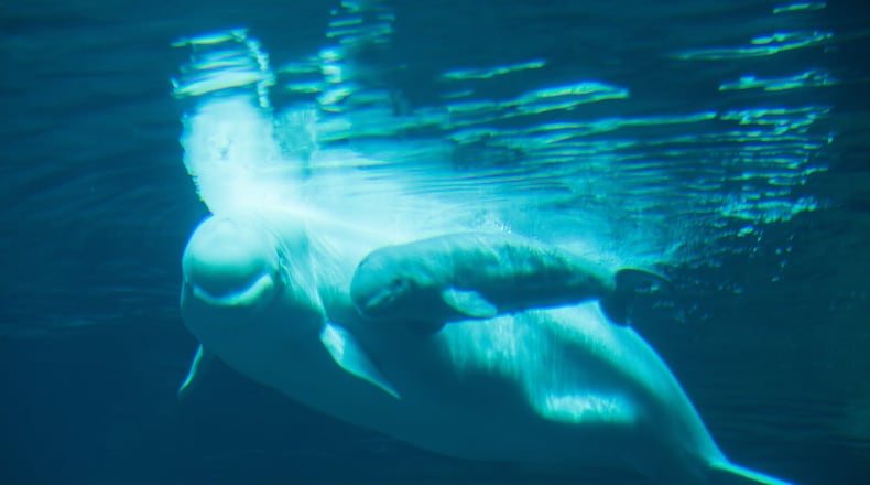Maris, the beluga whale, and her newborn calf can be seen through an underwater viewing window at the Georgia Aquarium. The as-yet-unnamed female calf was born May 10, on Mother’s Day. CONTRIBUTED BY GEORGIA AQUARIUM