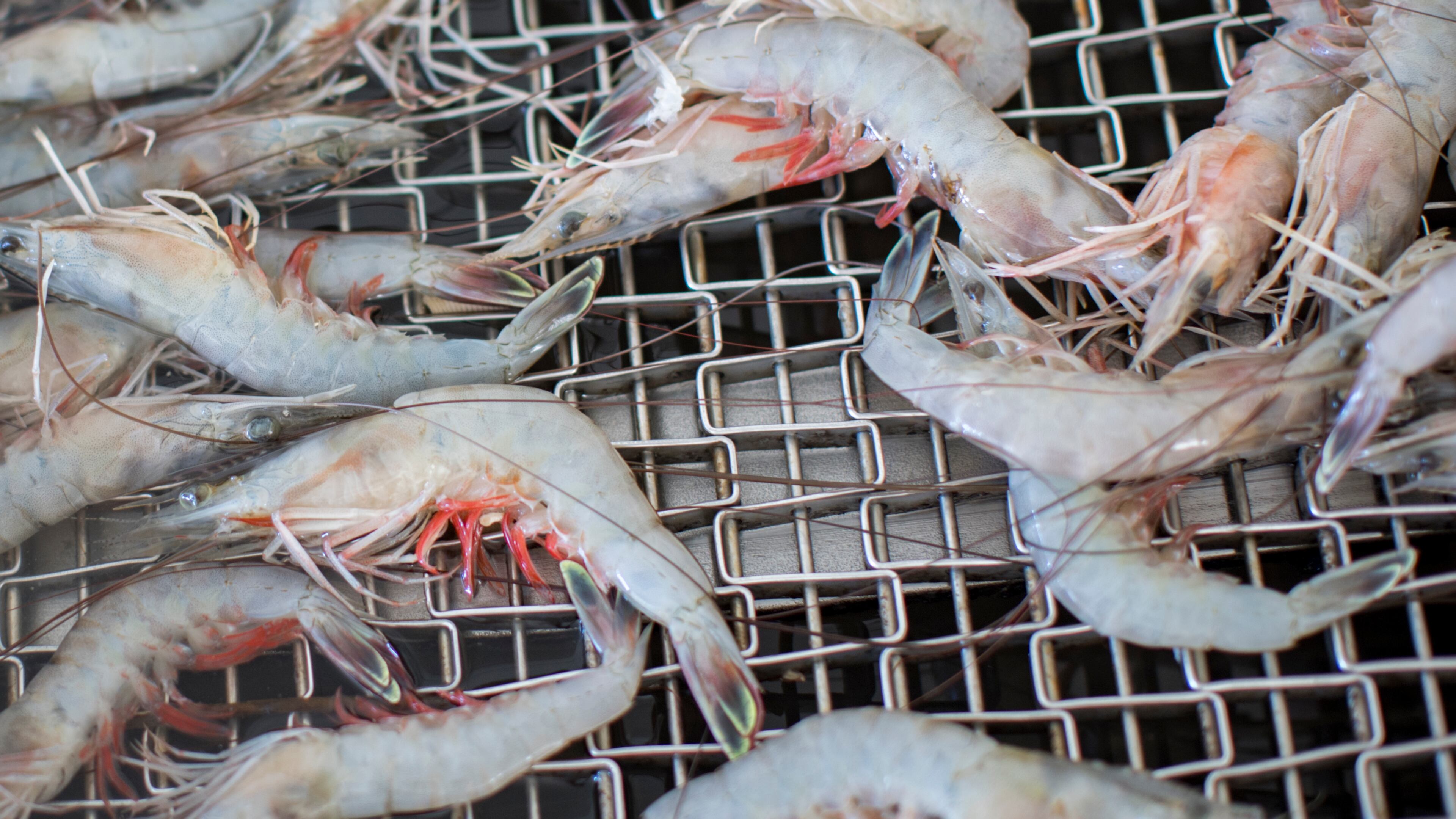 Part of the daily catch of wild Georgia shrimp from the trawler Amanda Lynn is processed for customers. (AJC / Stephen B. Morton/File)
