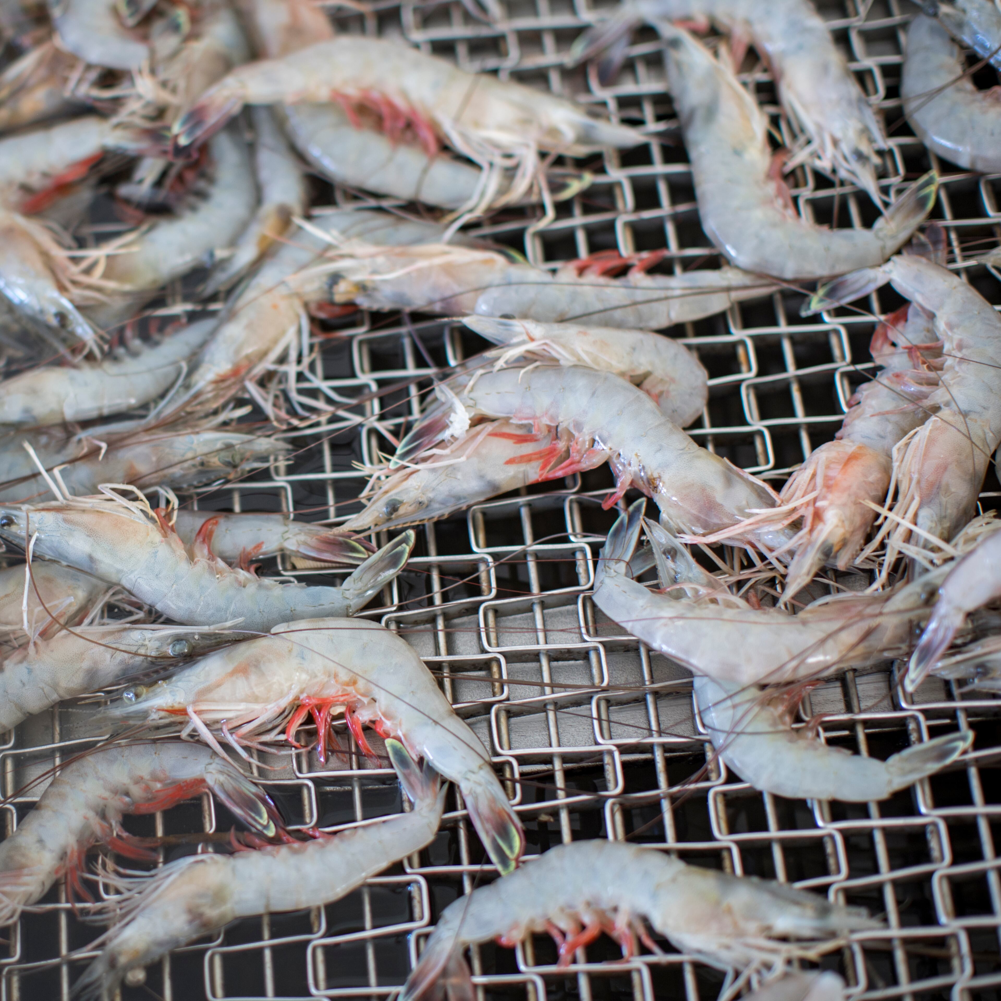 Part of the daily catch of wild Georgia shrimp from the trawler Amanda Lynn is processed for customers. (AJC / Stephen B. Morton/File)