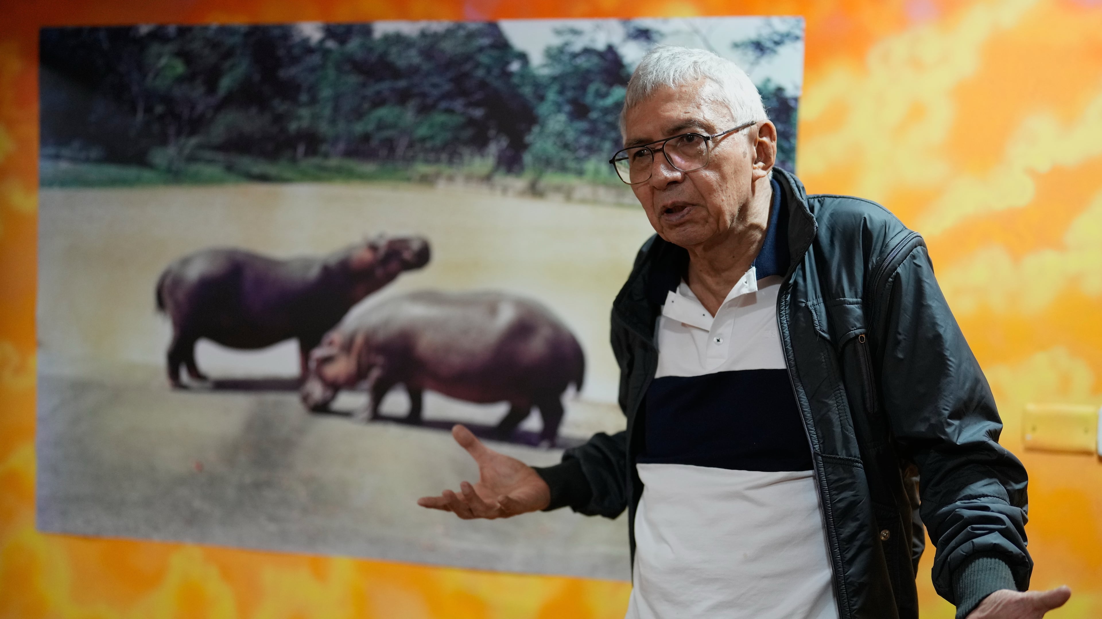 Edgar Jimenez, known as "El Chino," gives an interview next to his photo of hippos "Adan y Eva," the first two hippos he photographed when they were brought to Colombia in the 1980s by drug lord Pablo Escobar, at a group exhibit in Bogota, Colombia, Thursday, Nov. 6, 2025. Jimenez was Escobar's personal photographer. (AP Photo/Fernando Vergara)