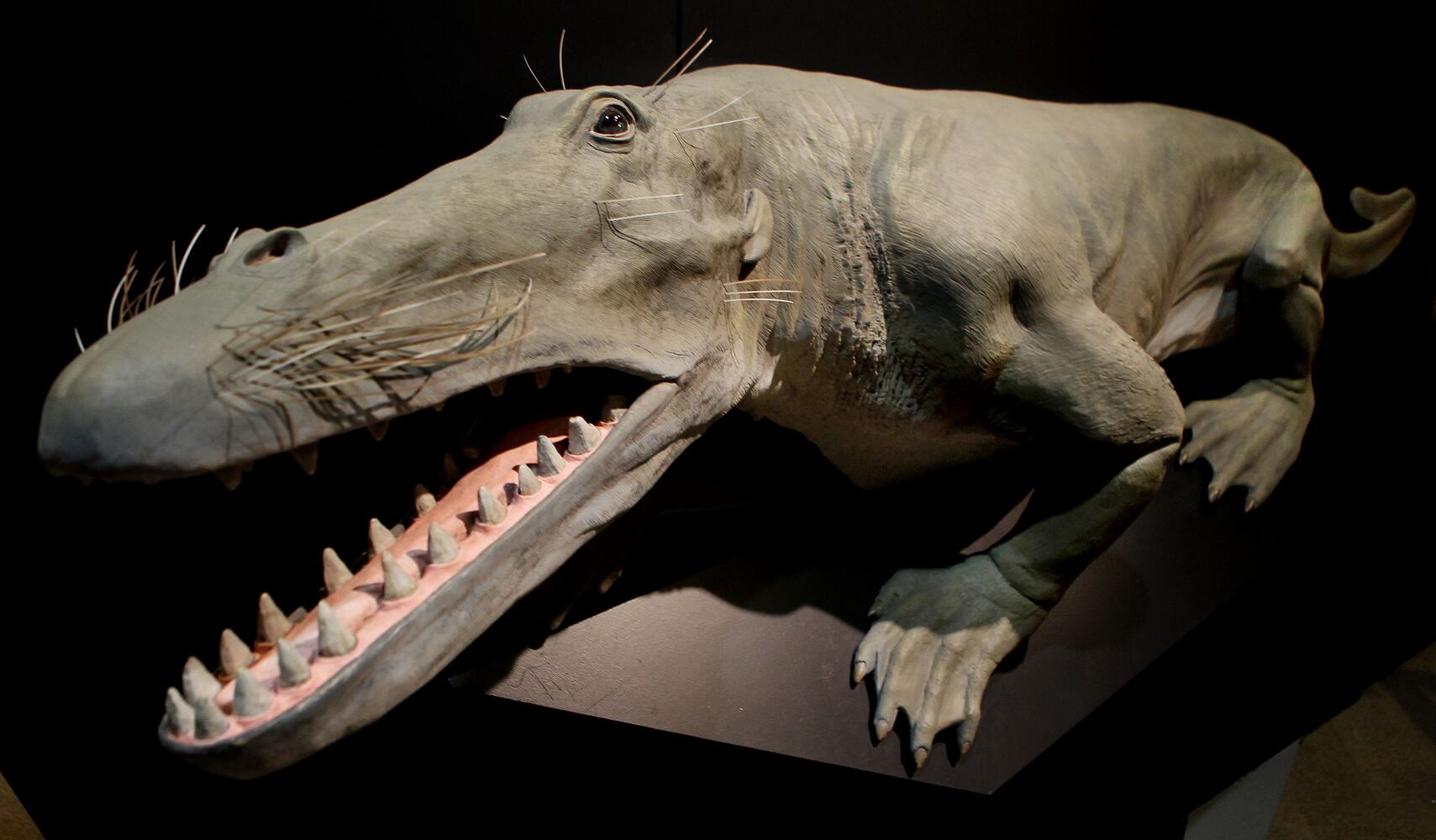 'Extreme Mammals' exhibit at Fernbank Museum
