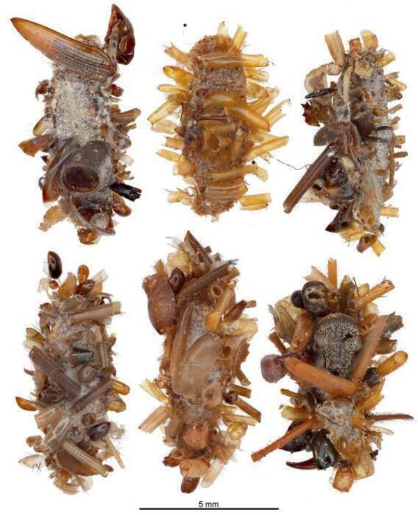 This image provided by Daniel Rubinoff in April 2025 shows protective cases made with insect parts that are created by a new species of carnivorous caterpillar. (Courtesy Daniel Rubinoff via AP)