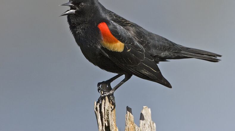 The red-winged blackbird is one of the most common species tallied in Georgia during the Great Backyard Bird Count. (Alan D. Wilson/Creative Commons)